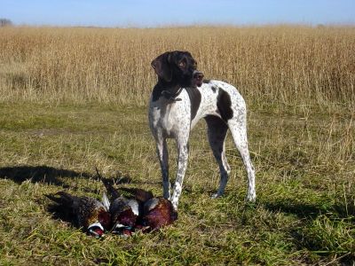 A shorthair makes a great family dog and hunting campanion, while also allowing you to hold onto your "man card." Photo courtesy of PF member Joe Houser.