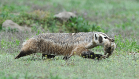 Resultado de imagem para badger eating