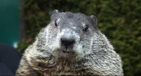 Happy Groundhog Day! 6 More Weeks of Winter May Be a Stretch This Year